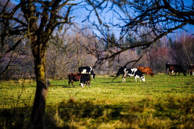 Większe zamówienie od&nbsp;głównego kontrahenta. Jak firma sfinansowała zwiększony obrót?